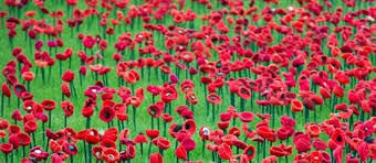 1000poppies